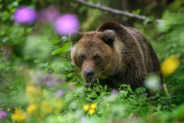 Vilda Brunbjörnen Ursus Arctos Skogen Djur Naturlig Miljö Vilt Och — Stockfoto