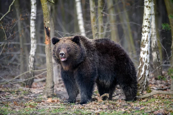 Ведмідь Дикий Ursus Arctos Лісі Тварини Природному Середовищі Вид Дикої — стокове фото