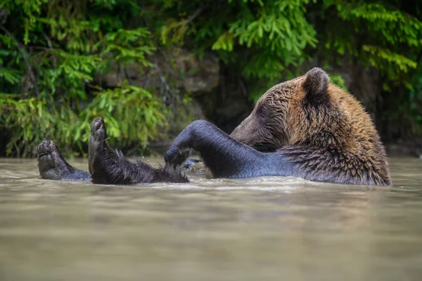 Orso Bruno Selvatico Ursus Arctos Giocando Stagno Nella Foresta Animali — Foto Stock