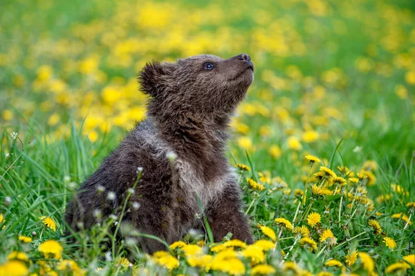 Close Young Brown Bear Cub Meadow Yellow Flowers Wild Animal — Stock Photo, Image