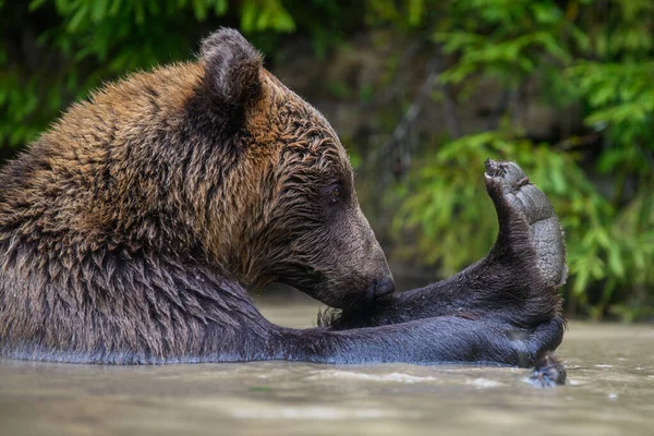 野生棕熊 Ursus Arctos 在森林的池塘里玩耍 在自然栖息地的动物 野生动物场景 — 图库照片