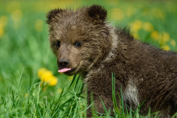 Close Young Brown Bear Cub Meadow Yellow Flowers Wild Animal — Stock Photo, Image