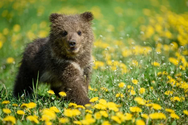 Cerrar Cachorro Oso Pardo Joven Prado Con Flores Amarillas Animales —  Fotos de Stock