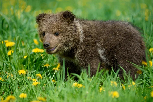 Chiudere Giovane Cucciolo Orso Bruno Nel Prato Con Fiori Gialli — Foto Stock