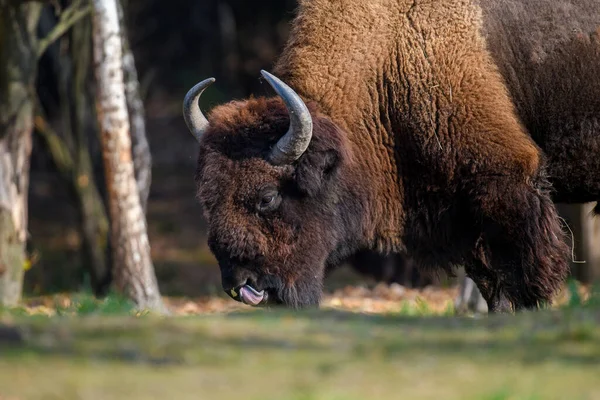 Bison Adulte Sauvage Dans Forêt Automne Scène Animalière Nature Animaux — Photo