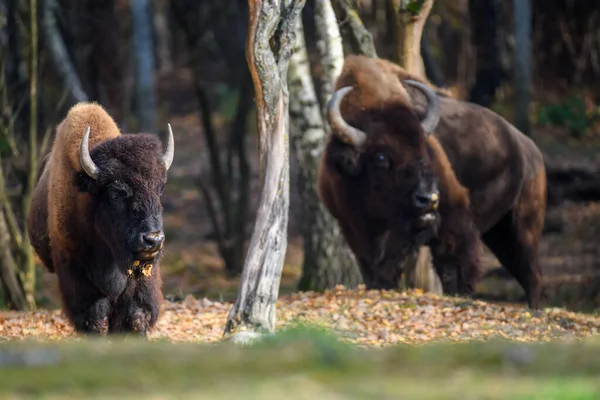 Bisonte Adulto Salvaje Bosque Otoño Escena Vida Salvaje Naturaleza Animales — Foto de Stock