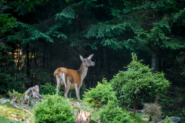 Maestoso Cervo Femmina Nella Foresta Animali Habitat Naturale Mammifero Grande — Foto Stock