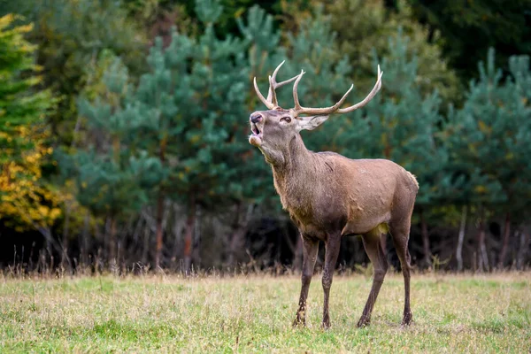 Majestätischer Rothirsch Wald Mit Großem Horn Tier Natürlichen Lebensraum Großes — Stockfoto