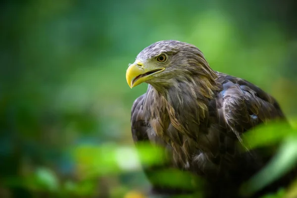Cerrar Retrato Águila Cola Blanca Peligro Animal Hábitat Natural Vida —  Fotos de Stock