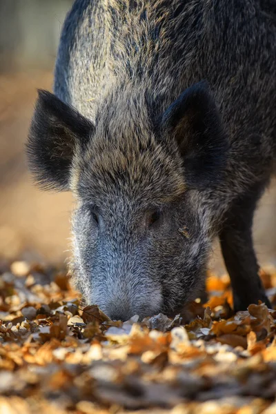 Cinghiale Maschio Una Foresta Autunno Cerca Ghiande Una Foglia Caduta — Foto Stock