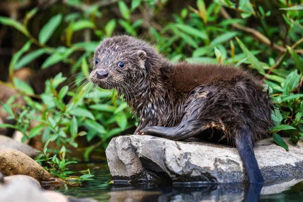 Lutra Nell Habitat Naturale Ritratto Predatore Acqua Animale Del Fiume — Foto Stock