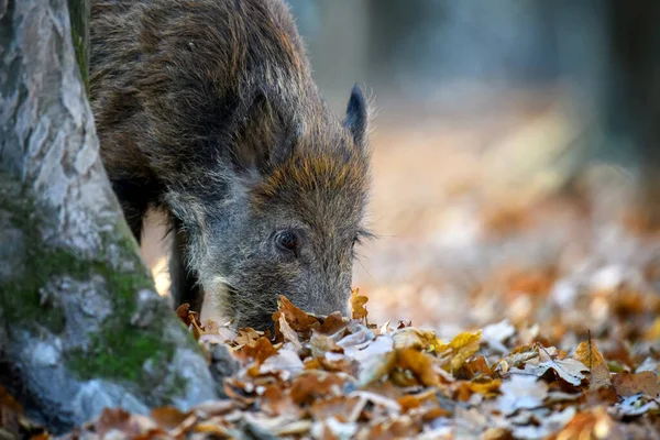 Männliche Wildschweine Suchen Einem Herbstlichen Wald Nach Eicheln Einem Umgefallenen — Stockfoto
