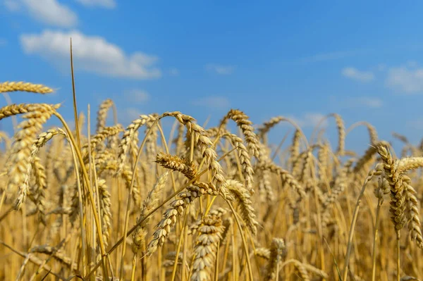 青い空と雲に対する小麦の黄金の耳ソフトフォーカスクローズアップ農業の背景 — ストック写真