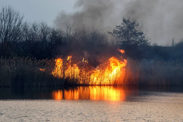 Field fire near the lake. Strong smoke from a burning place. Dry grass burns, natural disaster