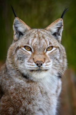 Yaz mevsiminde Luchs portresi. Doğadan vahşi yaşam sahnesi. Doğal ortamda vahşi bir hayvan.