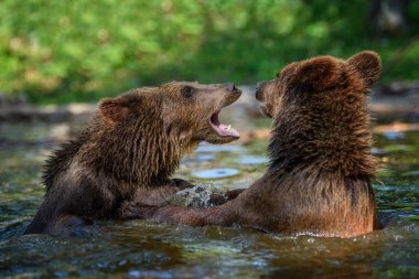 Vahşi Boz Ayı (Ursus Arctos) ormanda gölet oyunu oynuyor. Doğal ortamda bir hayvan. Vahşi yaşam sahnesi