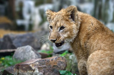 Aslan yavrusu portresini kapat. Doğadan vahşi yaşam sahnesi. Doğal ortamda vahşi bir hayvan.