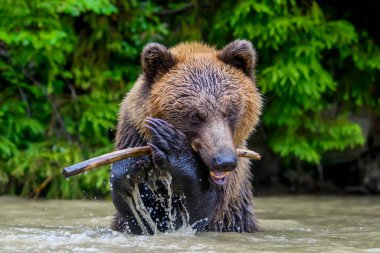 Vahşi Boz Ayı (Ursus Arctos) ormanda gölet oyunu oynuyor. Doğal ortamda bir hayvan. Vahşi yaşam sahnesi