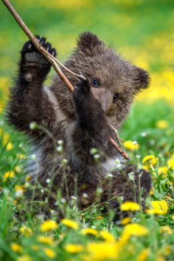 Çayırdaki sarı çiçekli yavru kahverengi ayıyı kapat. Doğadaki vahşi hayvan.
