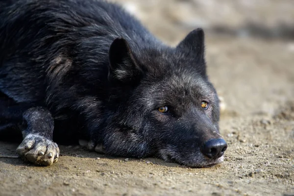 黒い狼が森で寝ている 自然からの野生動物のシーン 自然の生息地で野生動物 — ストック写真
