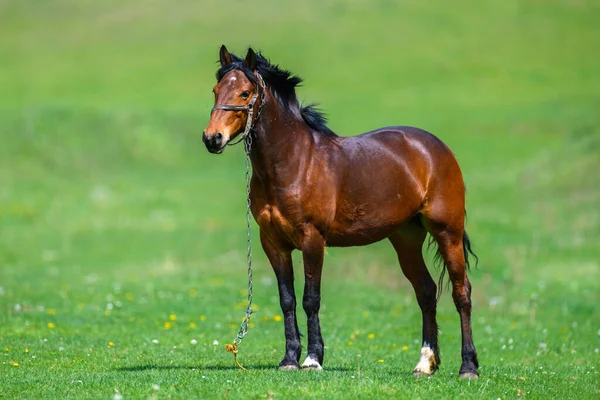 Caballo Marrón Pasto Primavera — Foto de Stock