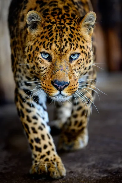 Close Bello Grande Leopardo Isolato Sfondo Nero — Foto Stock
