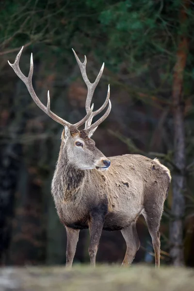 Majestátní Jelen Jelen Lese Velkým Rohem Zvíře Přírodním Prostředí Velký — Stock fotografie