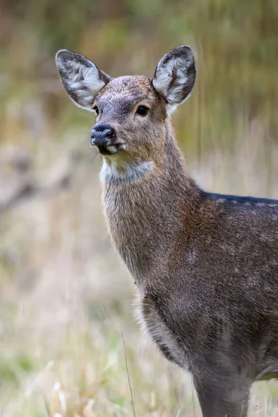 Cerf Femelle Majestueux Dans Forêt Animal Dans Habitat Naturel Gros — Photo