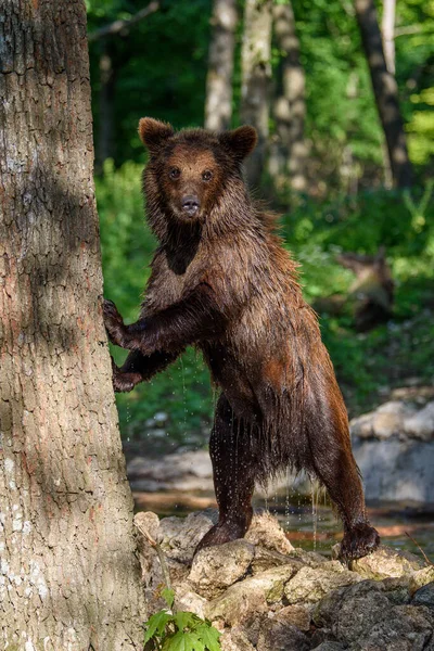 Dziki Niedźwiedź Brunatny Ursus Arctos Letnim Lesie Zwierzęta Środowisku Naturalnym — Zdjęcie stockowe