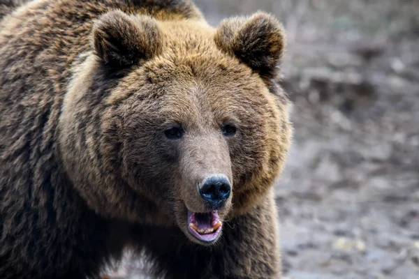 Portrét Medvěda Hnědého Ursus Arctos Lese Zvíře Přírodním Prostředí Divoká — Stock fotografie