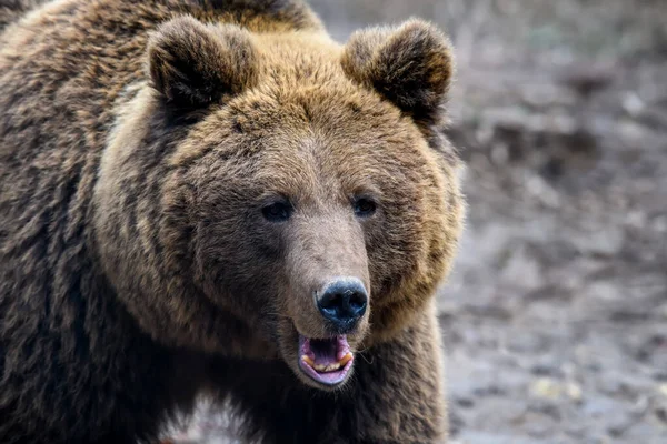 Ormanda Vahşi Boz Ayı Ursus Arctos Portresi Doğal Ortamda Bir — Stok fotoğraf