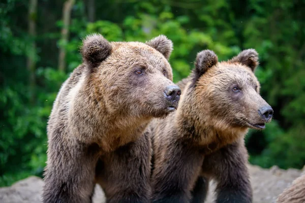 Dziki Niedźwiedź Brunatny Ursus Arctos Letnim Lesie Zwierzęta Środowisku Naturalnym — Zdjęcie stockowe