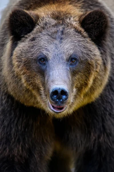 Portrait Ours Brun Sauvage Ursus Arctos Dans Forêt Animaux Dans — Photo