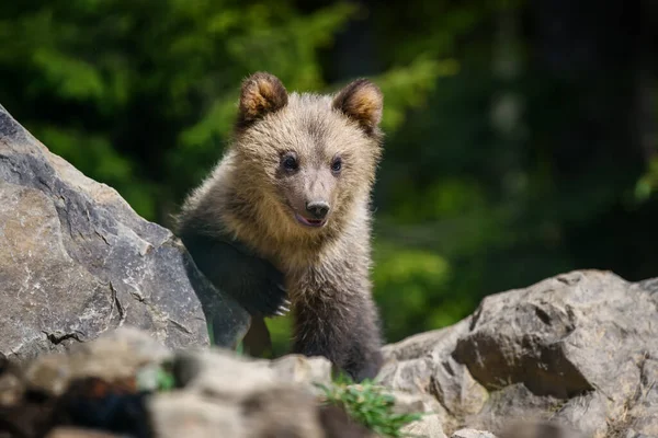 若い茶色のクマの赤ちゃんが森の中で 自然の生息地で野生動物 — ストック写真