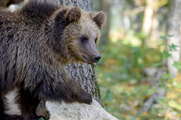 Portrait Ours Brun Sauvage Ursus Arctos Dans Forêt Animaux Dans — Photo