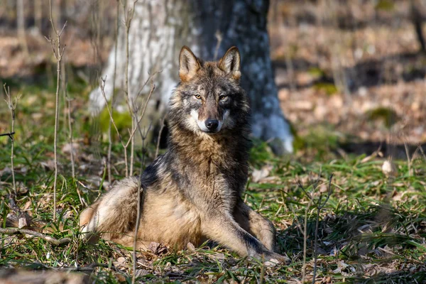Λύκος Στο Φθινοπωρινό Δάσος Άγρια Ζωή Σκηνή Από Φύση Άγρια — Φωτογραφία Αρχείου