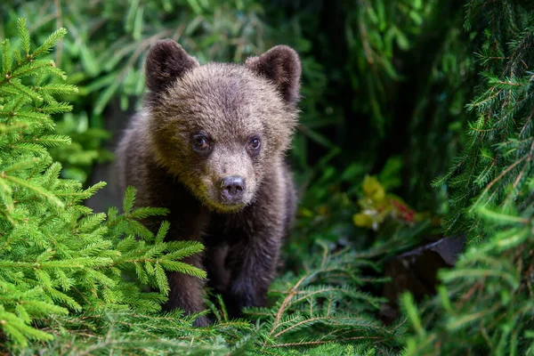 Молодой Бурый Медвежонок Лесу Сосновой Ветвью Дикое Животное Природе — стоковое фото