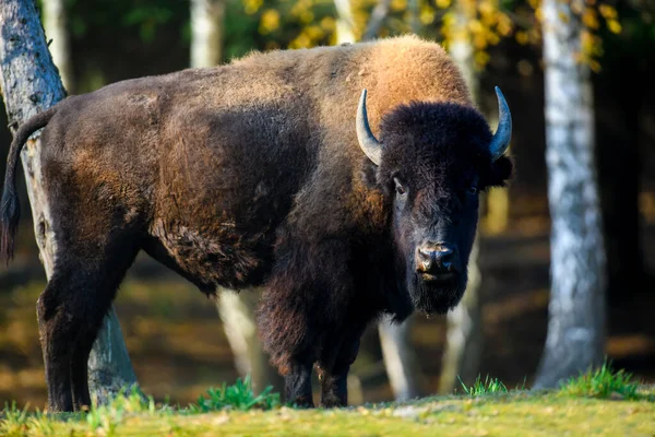 Bison Adulte Sauvage Dans Forêt Automne Scène Animalière Nature Animaux — Photo