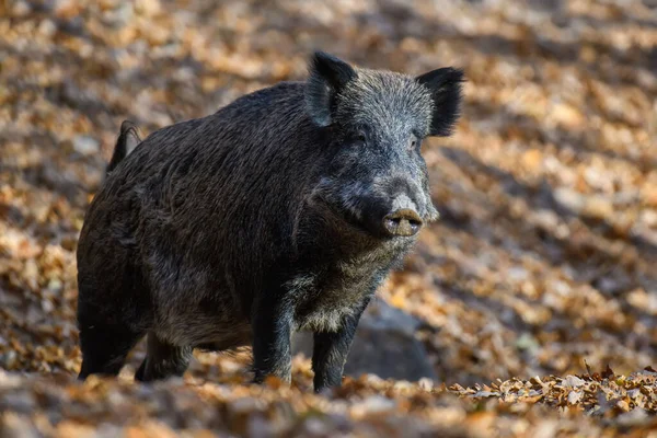 Zwei Wildschweine Herbstwald Schließen Tierwelt Aus Der Natur — Stockfoto