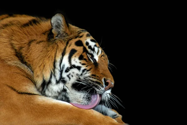 Închide Frumos Furios Tigru Mare Portret Izolat Fundal Negru — Fotografie, imagine de stoc