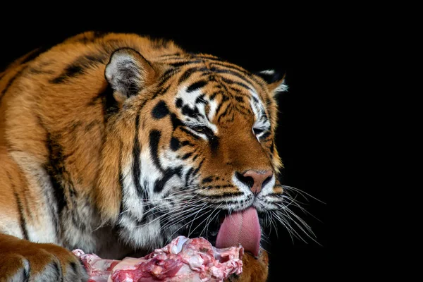 Close Aduct Tiger Eating Meat Black Background — Stock Photo, Image