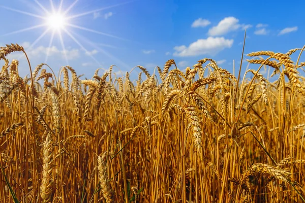 Gold Ears Wheat Blue Sky Clouds Soft Focus Closeup Agriculture — Stock Photo, Image