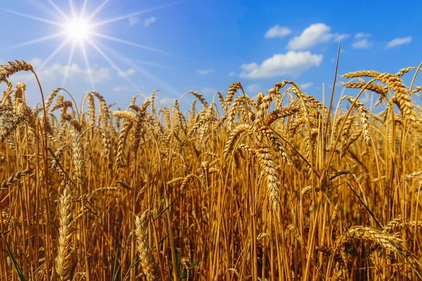 Espigas Oro Trigo Contra Cielo Azul Las Nubes Enfoque Suave — Foto de Stock