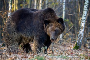 Vahşi Boz Ayı (Ursus Arctos) sonbahar ormanında. Doğal ortamda bir hayvan. Vahşi yaşam sahnesi
