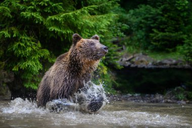 Vahşi Boz Ayı (Ursus Arctos) ormanda gölet oyunu oynuyor. Doğal ortamda bir hayvan. Vahşi yaşam sahnesi