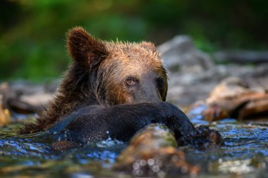 Vahşi Boz Ayı (Ursus Arctos) ormanda gölet oyunu oynuyor. Doğal ortamda bir hayvan. Vahşi yaşam sahnesi