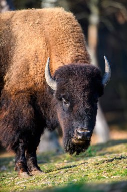 Sonbahar ormanında vahşi yetişkin bir bizon. Doğadan vahşi yaşam sahnesi. Doğal ortamda vahşi bir hayvan.
