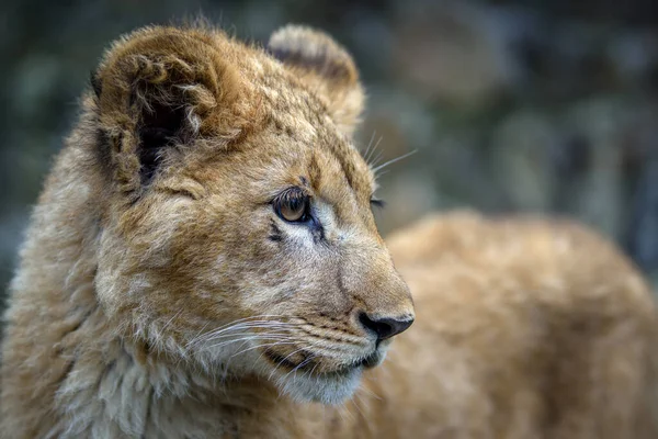 Ritratto Del Cucciolo Leone Vicino Scena Della Fauna Selvatica Dalla — Foto Stock