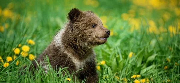 Cerrar Cachorro Oso Pardo Joven Prado Con Flores Amarillas Animales — Foto de Stock