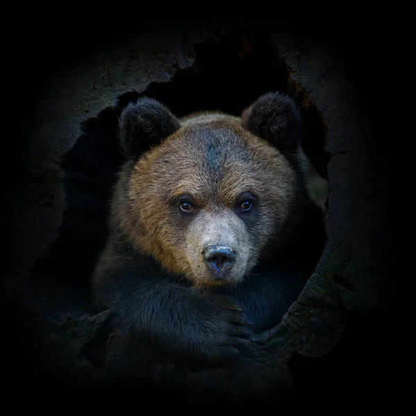 Cachorro Oso Pardo Joven Tronco Árbol Sobre Fondo Oscuro Animales — Foto de Stock